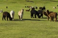 Herd of alpaca on a ranch