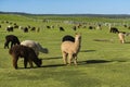 Herd of alpaca on a ranch