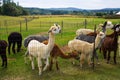 Herd of alpacas behind fence