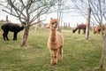 Herd of alpacas