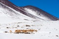 Herd of Alpacas on a grazing in the Atacama desert. Royalty Free Stock Photo