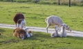 Herd of alpacas