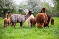 A herd of Alpacas