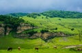 Herd of alpine cows eating grass on the green pasture Royalty Free Stock Photo