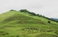 Herd of alpine cows eating grass on the green pasture Royalty Free Stock Photo