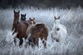 Herd Of Altai Free Grazing Adult Horses Of Various Colors And A Foal In An Autumn Morning Among The Grass In Snow-White Hoarfrost.