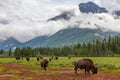 Herd of American Bison or Buffalo With Mountain Background Royalty Free Stock Photo