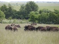 Herd of American bison grazing on the grasslands at Prairie State Park in Mindenmines, Missouri. Royalty Free Stock Photo