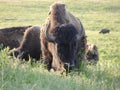 Herd of American bison grazing in a green field. Prairie State Park, Mindenmines, Missouri. Royalty Free Stock Photo