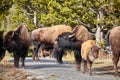 Herd of American bison on a hiking trail in Yellowstone National Park, Wyoming, USA Royalty Free Stock Photo