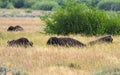 Herd of American bison at a praire. Yellowstone National Park Royalty Free Stock Photo