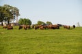 Herd of American Bison standing and grazing in farm pasture Royalty Free Stock Photo