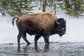 Herd of American Bison, Yellowstone National Park. Winter scene Royalty Free Stock Photo