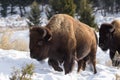 Herd of American Bison, Yellowstone National Park. Winter scene Royalty Free Stock Photo