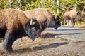 Herd of American bison in Yellowstone National Park, Wyoming, USA Royalty Free Stock Photo