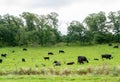 A Herd of Angus Beef Cattle grazing peacefully in a green pasture Royalty Free Stock Photo