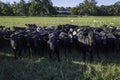 Herd of Angus crossbred looking at camera