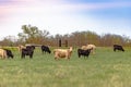 Herd of Angus and Simmental cows in pasture at dusk