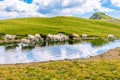 Herd of animals drinking water from a pond. Royalty Free Stock Photo