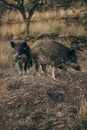 A herd of animals standing on top of a dry grass field Royalty Free Stock Photo