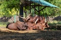 Herd of Ankole-Watusi African Sanga Cows lying in grasslands Royalty Free Stock Photo