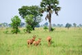 Lelwel Hartebeest antelopes, Uganda