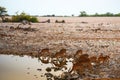 Herd of antelopes drinking water in Etosha National Park, Namibia