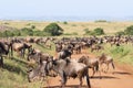 Herd of antelopes Gnu. Royalty Free Stock Photo