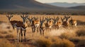 A Herd of Elegant Springbok Antelopes Grazing in the African Savannah at Dusk Royalty Free Stock Photo