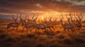 Majestic Herd of Impala at Golden Sunset Royalty Free Stock Photo