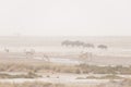 Herd of antelopes grazing in the desert pan. Sand storm and fog. Wildlife Safari in the Etosha National Park, famous travel destin Royalty Free Stock Photo