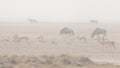 Herd of antelopes grazing in the desert pan. Sand storm and fog. Wildlife Safari in the Etosha National Park, famous travel destin Royalty Free Stock Photo