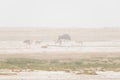 Herd of antelopes grazing in the desert pan. Sand storm and fog. Wildlife Safari in the Etosha National Park, famous travel destin Royalty Free Stock Photo