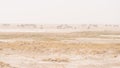 Herd of antelopes grazing in the desert pan. Sand storm and fog. Wildlife Safari in the Etosha National Park, famous travel destin Royalty Free Stock Photo