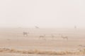 Herd of antelopes grazing in the desert pan. Sand storm and fog. Wildlife Safari in the Etosha National Park, famous travel destin Royalty Free Stock Photo