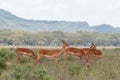 A herd of antelopes grazing at Lake Nakuru National Park, Kenya Royalty Free Stock Photo