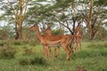 A herd of antelopes grazing at Lake Nakuru National Park, Kenya Royalty Free Stock Photo