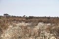 Herd of antelopes hids in the bush of Kgalagadi Royalty Free Stock Photo