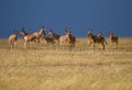 Herd of antelopes in Kenya