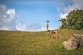 Herd of Antelopes roaming on a grassy hill