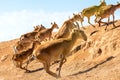 The herd of antelopes runs flees from danger