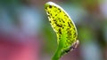 Aphids and ants on the underside of a green leaf Royalty Free Stock Photo