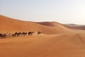 A herd of Arabian camels crossing the desert in Riyadh, Saudi Arabia Royalty Free Stock Photo
