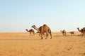 A herd of Arabian camels walking across the hot desert of Riyadh, Saudi Arabia to graze Royalty Free Stock Photo