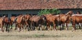 Herd of arabian foals Royalty Free Stock Photo