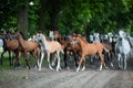 Herd of arabian horses on the autumn village road Royalty Free Stock Photo