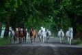 Herd of arabian horses on the autumn village road