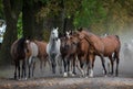 Herd of arabian horses on the autumn village road