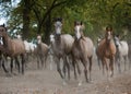 Herd of arabian horses on the autumn village road