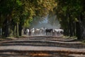 Herd of arabian horses on the autumn village road